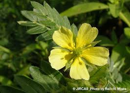  Tribulus Terrestris